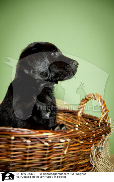 Flat Coated Retriever Puppy in basket / MW-06370