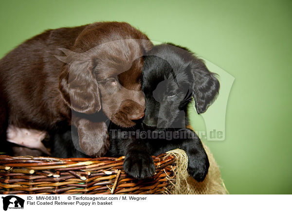 Flat Coated Retriever Puppy in basket / MW-06381