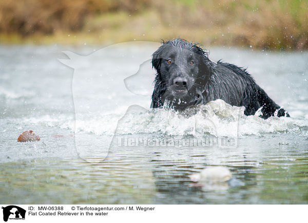 Flat Coated Retriever in the water / MW-06388