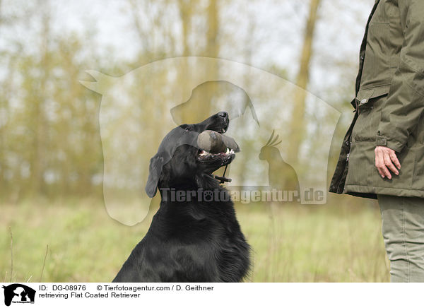 apportierender Flat Coated Retriever / retrieving Flat Coated Retriever / DG-08976