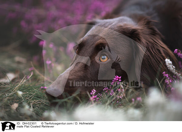 Flat Coated Retriever Rde / male Flat Coated Retriever / DH-02301