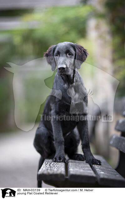 junger Flat Coated Retriever / young Flat Coated Retriever / MAH-03139