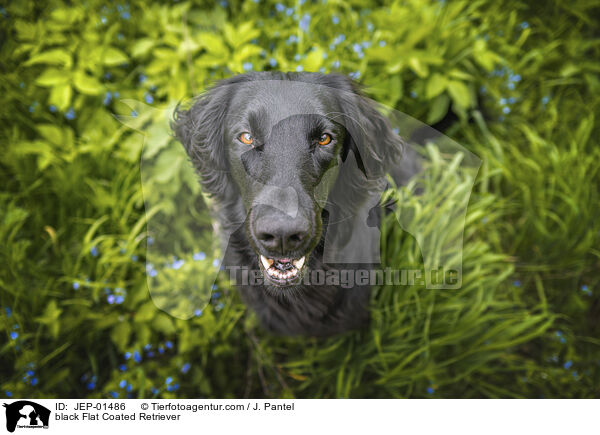 schwarzer Flat Coated Retriever / black Flat Coated Retriever / JEP-01486