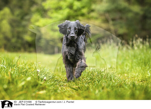 schwarzer Flat Coated Retriever / black Flat Coated Retriever / JEP-01498