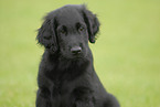 Flat Coated Retriever puppy