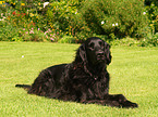 Flat Coated Retriever