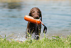 brown Flat Coated Retriever