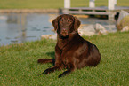 brown Flat Coated Retriever