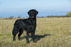 standing Flat Coated Retriever