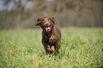 Flat Coated Retriever Puppy