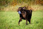 Flat Coated Retriever retrieves dummy