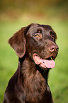 Flat Coated Retriever Portrait