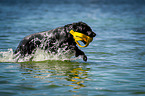 running Flat Coated Retriever