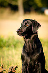 Flat Coated Retriever Portrait