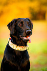 Flat Coated Retriever Portrait