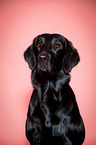 Flat Coated Retriever Portrait