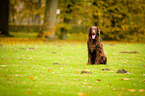 sitting Flat Coated Retriever