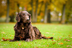 lying Flat Coated Retriever