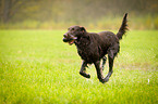 playing Flat Coated Retriever