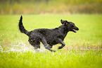 running Flat Coated Retriever