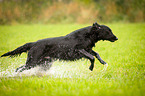 running Flat Coated Retriever