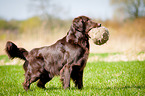 Flat Coated Retriever fetches Ball