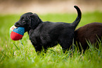 Flat Coated Retriever fetches Ball