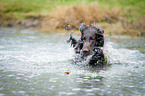 Flat Coated Retriever in the water