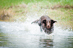 Flat Coated Retriever jumps into the water