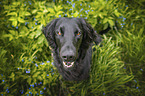 black Flat Coated Retriever