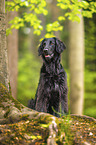 black Flat Coated Retriever