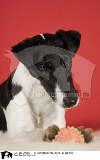 Fox Terrier Portrait / BD-00308