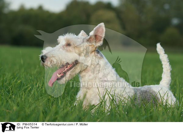 lying Fox Terrier / PM-05314