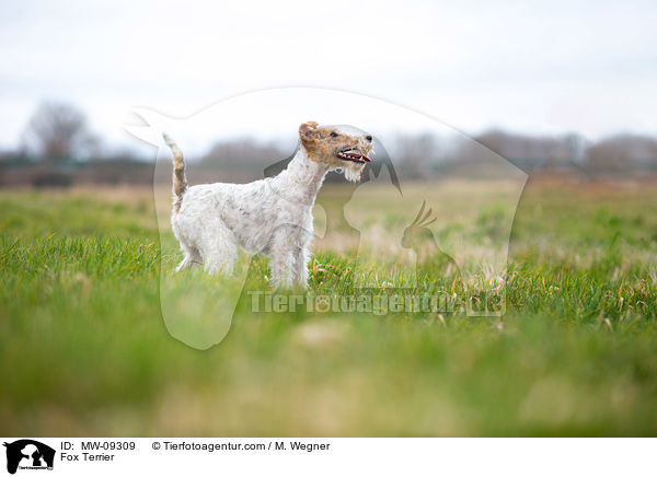 Foxterrier / Fox Terrier / MW-09309