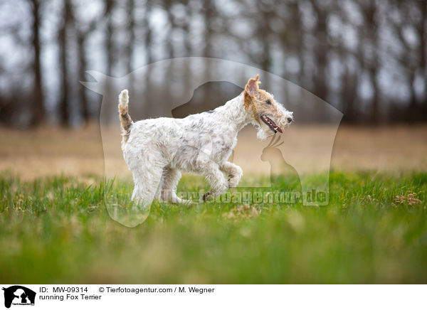 rennender Foxterrier / running Fox Terrier / MW-09314