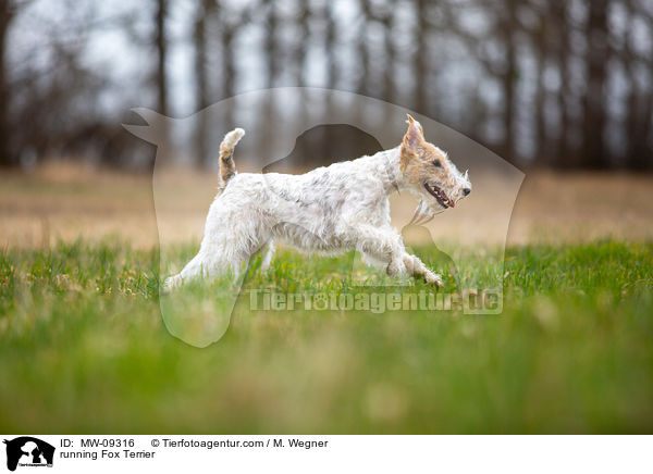 rennender Foxterrier / running Fox Terrier / MW-09316