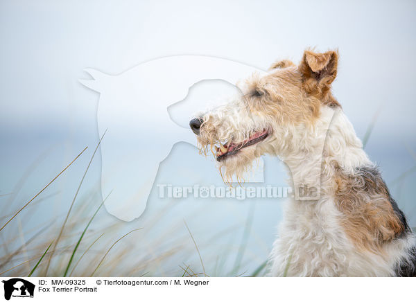 Fox Terrier Portrait / MW-09325