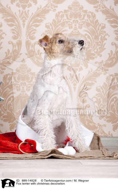Fox terrier with christmas decoration / MW-14828