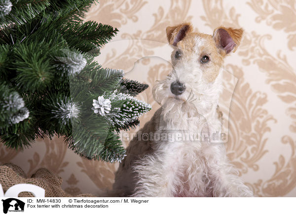 Foxterrier mit Weihnachtsdekoration / Fox terrier with christmas decoration / MW-14830