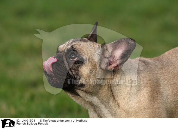 French Bulldog Portrait / JH-01501