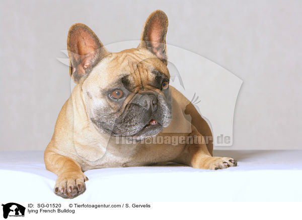liegende Franzsische Bulldogge / lying French Bulldog / SG-01520