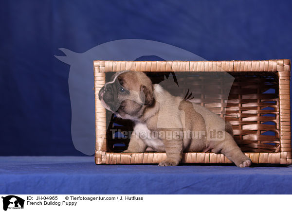 French Bulldog Welpe / French Bulldog Puppy / JH-04965