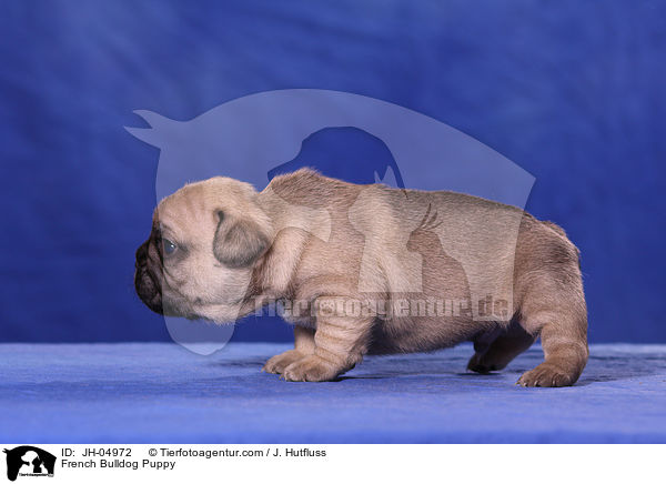 French Bulldog Welpe / French Bulldog Puppy / JH-04972