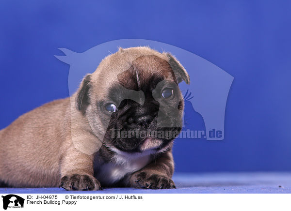 French Bulldog Welpe / French Bulldog Puppy / JH-04975