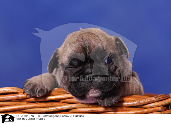 French Bulldog Welpe / French Bulldog Puppy / JH-04976