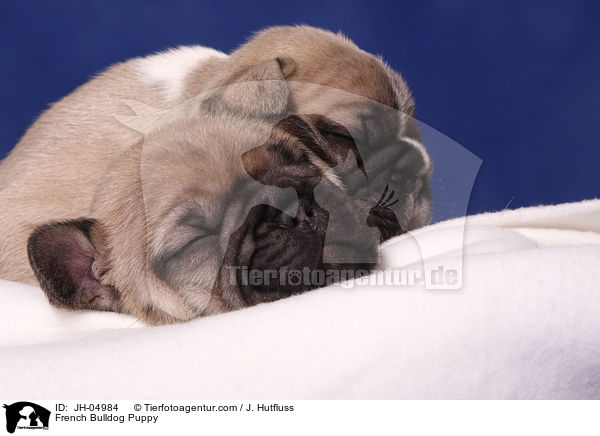 French Bulldog Welpe / French Bulldog Puppy / JH-04984