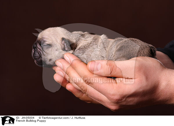 Franzsische Bulldogge Welpe / French Bulldog Puppy / JH-05004