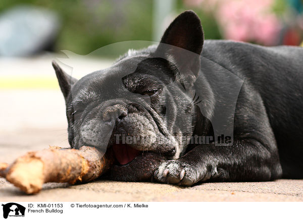 Franzsische Bulldogge / French Bulldog / KMI-01153