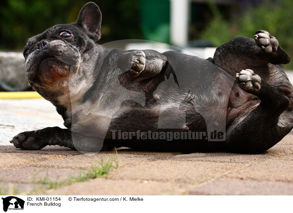 Franzsische Bulldogge / French Bulldog / KMI-01154
