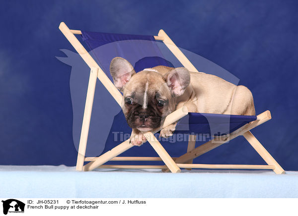 French Bulldog Welpe auf Liegestuhl / French Bull puppy at deckchair / JH-05231